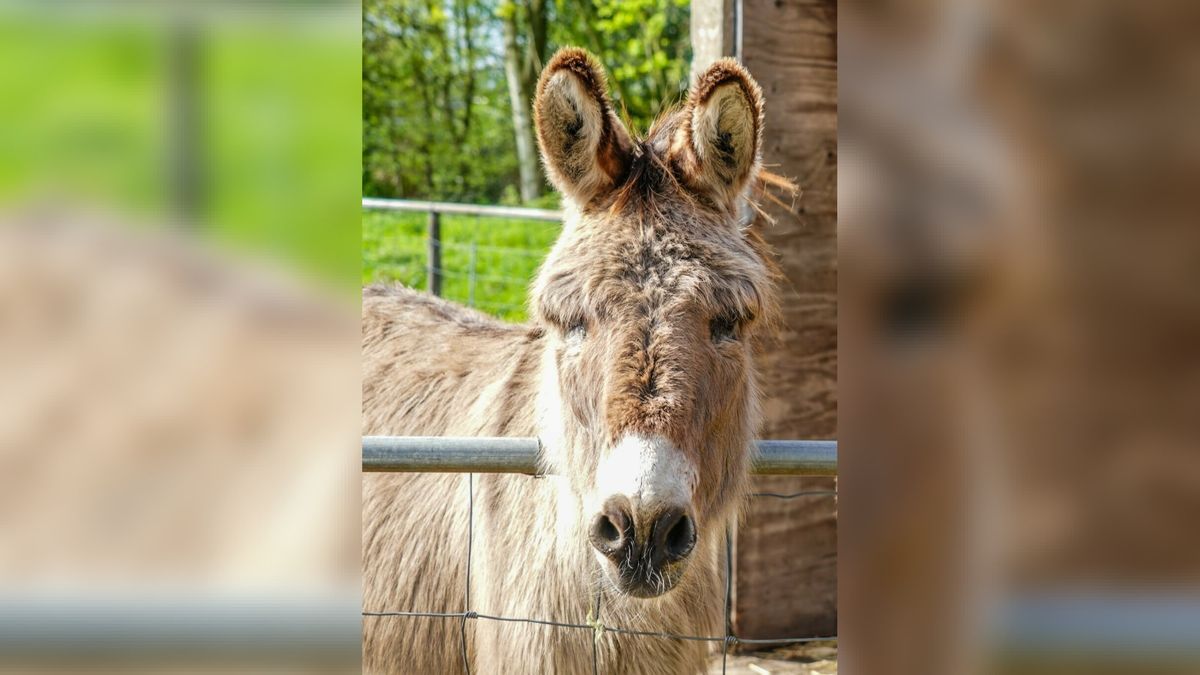 Drie kandidaten om het nieuwe maatje van ezel Bert te worden