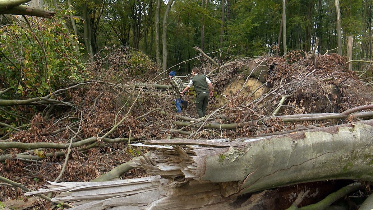 Wandelpad dwars door verwoest bos in Leersum: 'We willen heel graag zien wat hier gaat gebeuren'