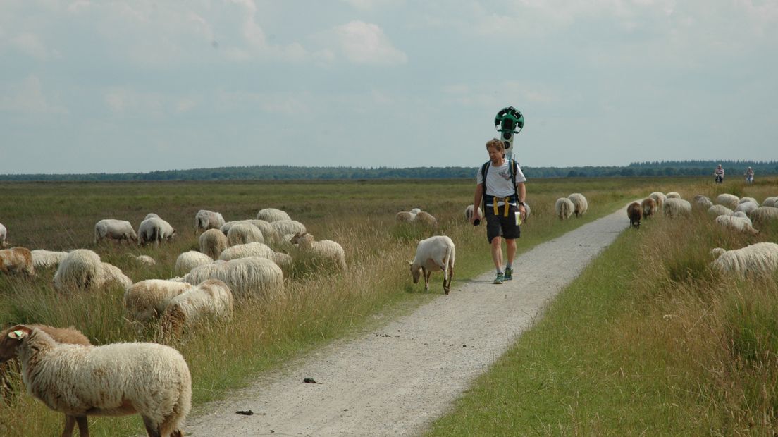 De Street View cameraman kwam onderweg een kudde schapen tegen (Rechten: Olga de Lange / Natuurmonumenten)