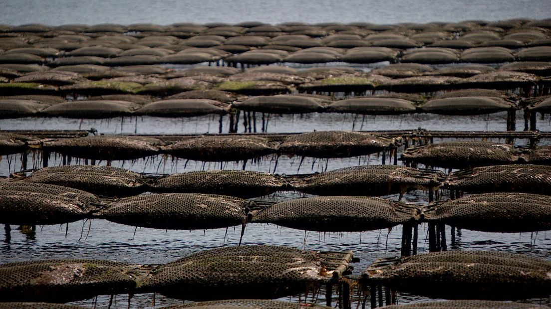 De tafels waar oesters op groeien