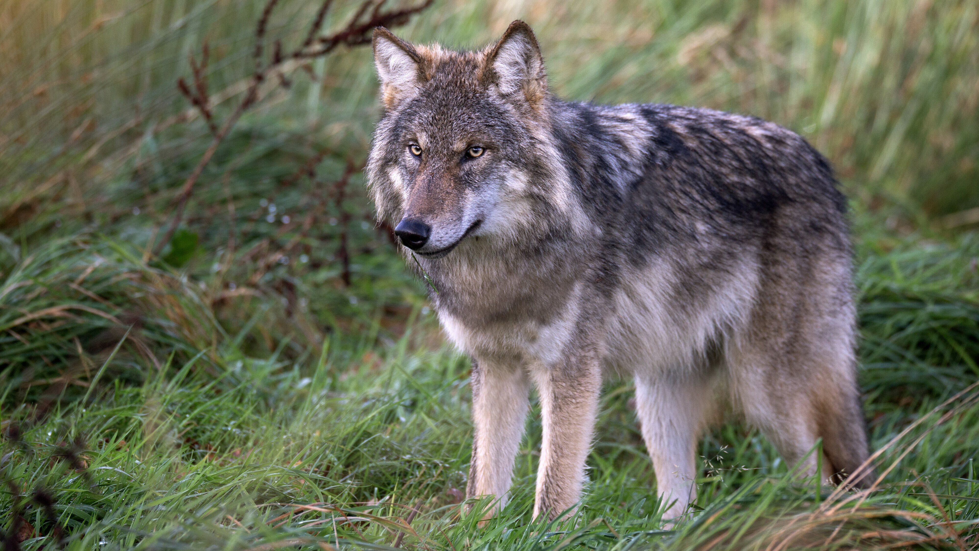 Opnieuw dode wolf gevonden: derde keer in acht dagen