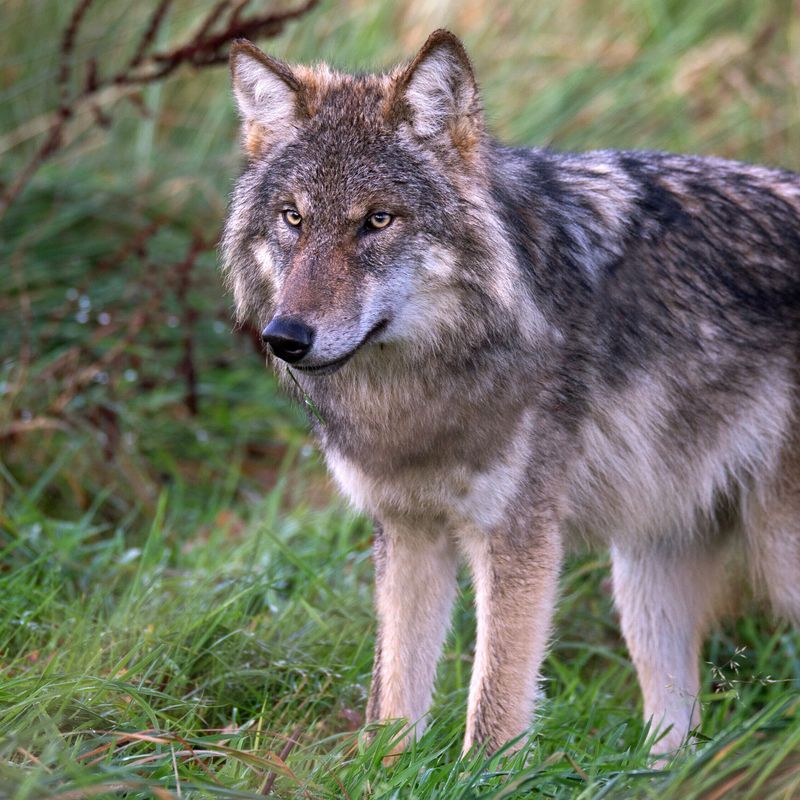 Opnieuw dode wolf gevonden: derde keer in acht dagen - RTV Drenthe