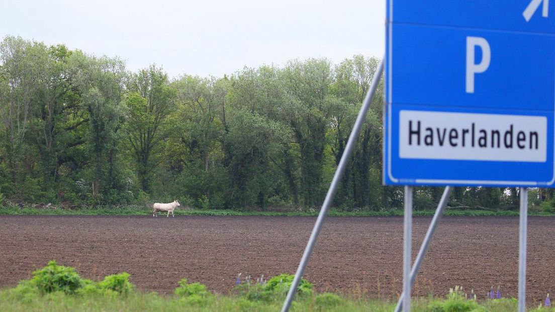 De koe loopt bij de parkeerplaats langs de N34 bij Eext (Rechten: Van Oost Media)