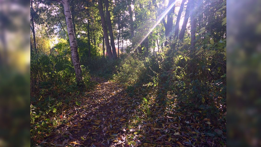 Herfst Plas Boswijk Den Haag