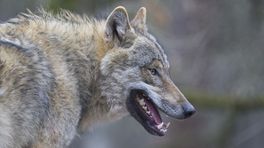 Wolf bijt Drentse boer: 'Dit was blijkbaar een wolf die zich niet door de mens liet tegenhouden' (update)
