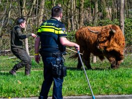 Schotse hooglander van 750 kilo springt over hek van 1,5 meter