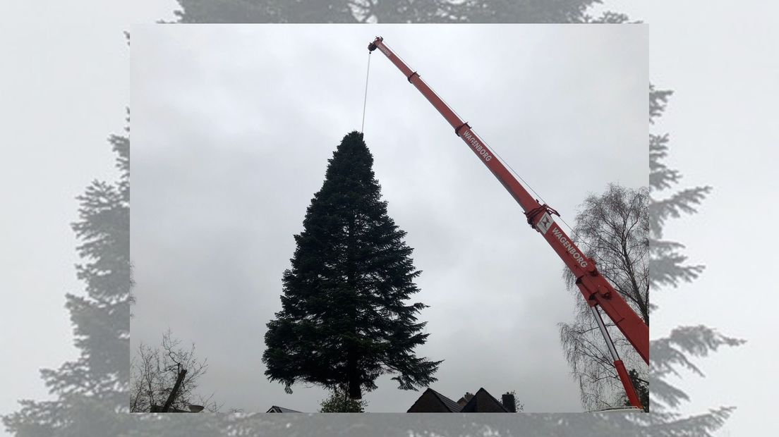 De kerstboom van 2019 werd in Winschoten uit een tuin gehaald