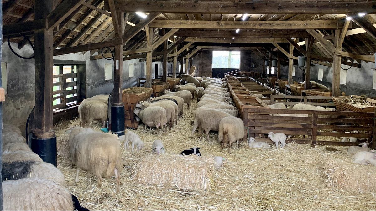 Expeditie Oost: Vierling geboren in de schaapskudde van Landschap Overijssel
