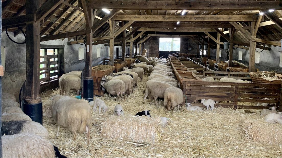 De schaapskooi van Landschap Overijssel in Giethmen