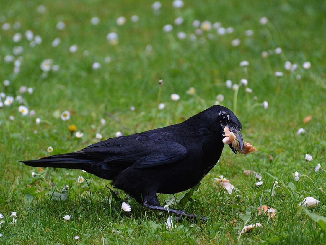 Bij Duizel in het Park kun je komend weekend een kraai plukken en bereiden om op te eten