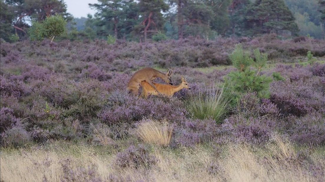 Seksende reeën op de Sallandse Heuvelrug