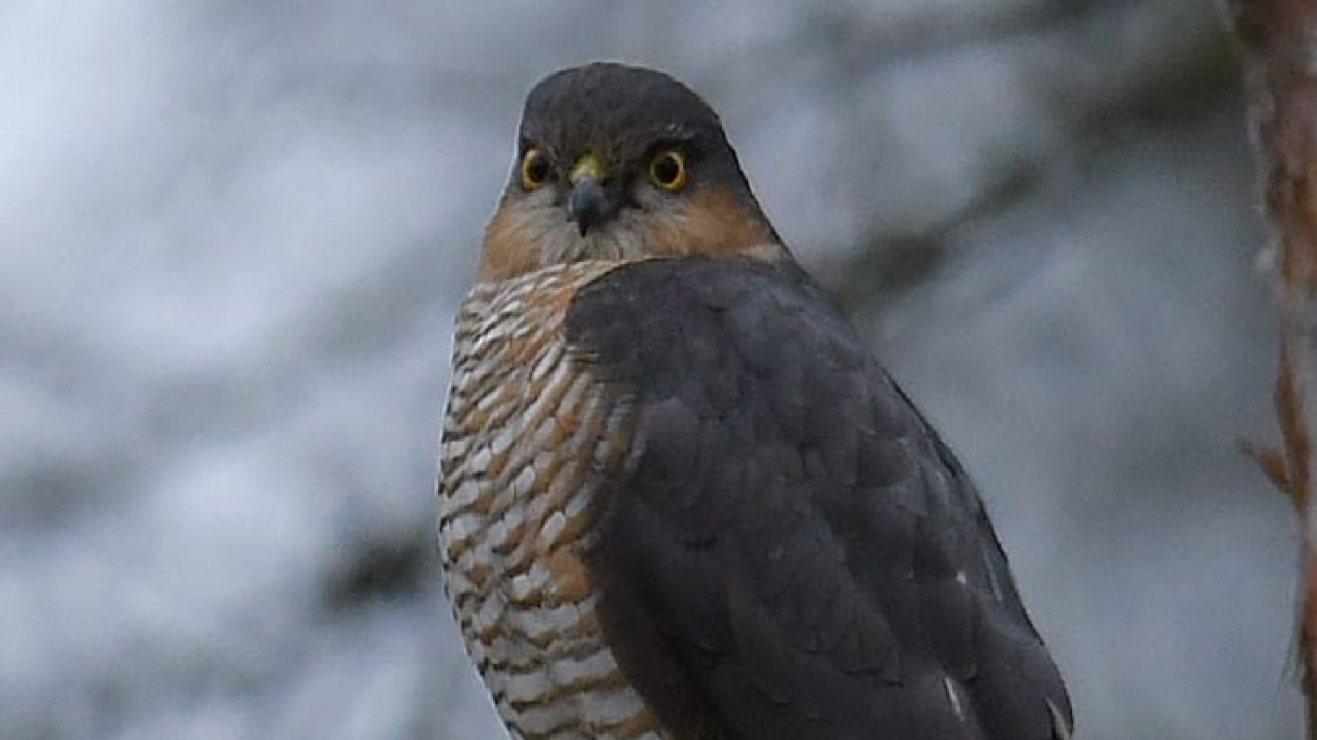 Veel ernstig gewonde roofvogels in opvang