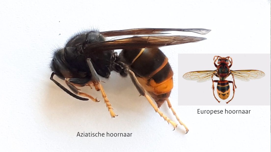 Dit zijn de verschillen tussen een Aziatische en een Europese hoornaar