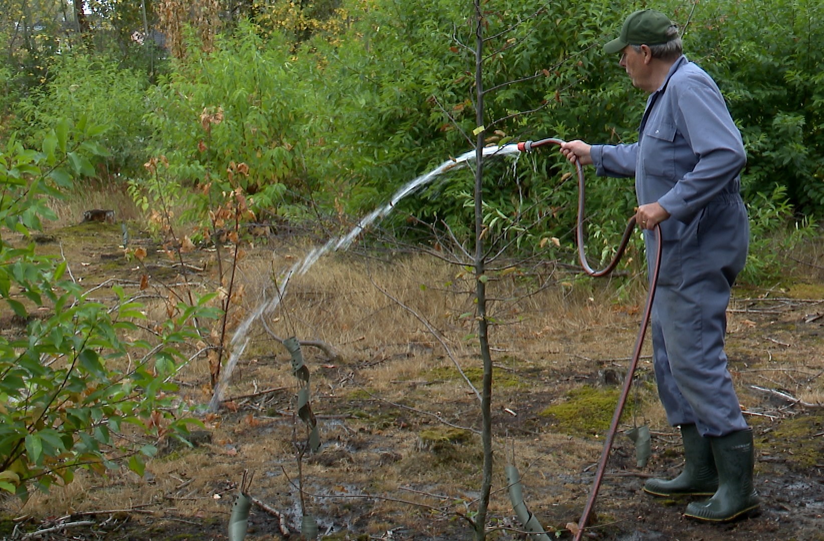 Jonge boompjes krijgen extra scheut water in Clingse bos: 'Hier heeft het nog niet voldoende geregend'