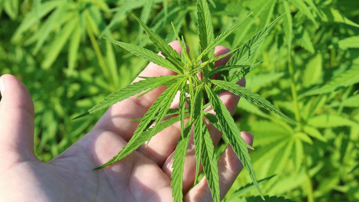 Hennepkwekerij in Emmer wijk Bargeres vernietigd