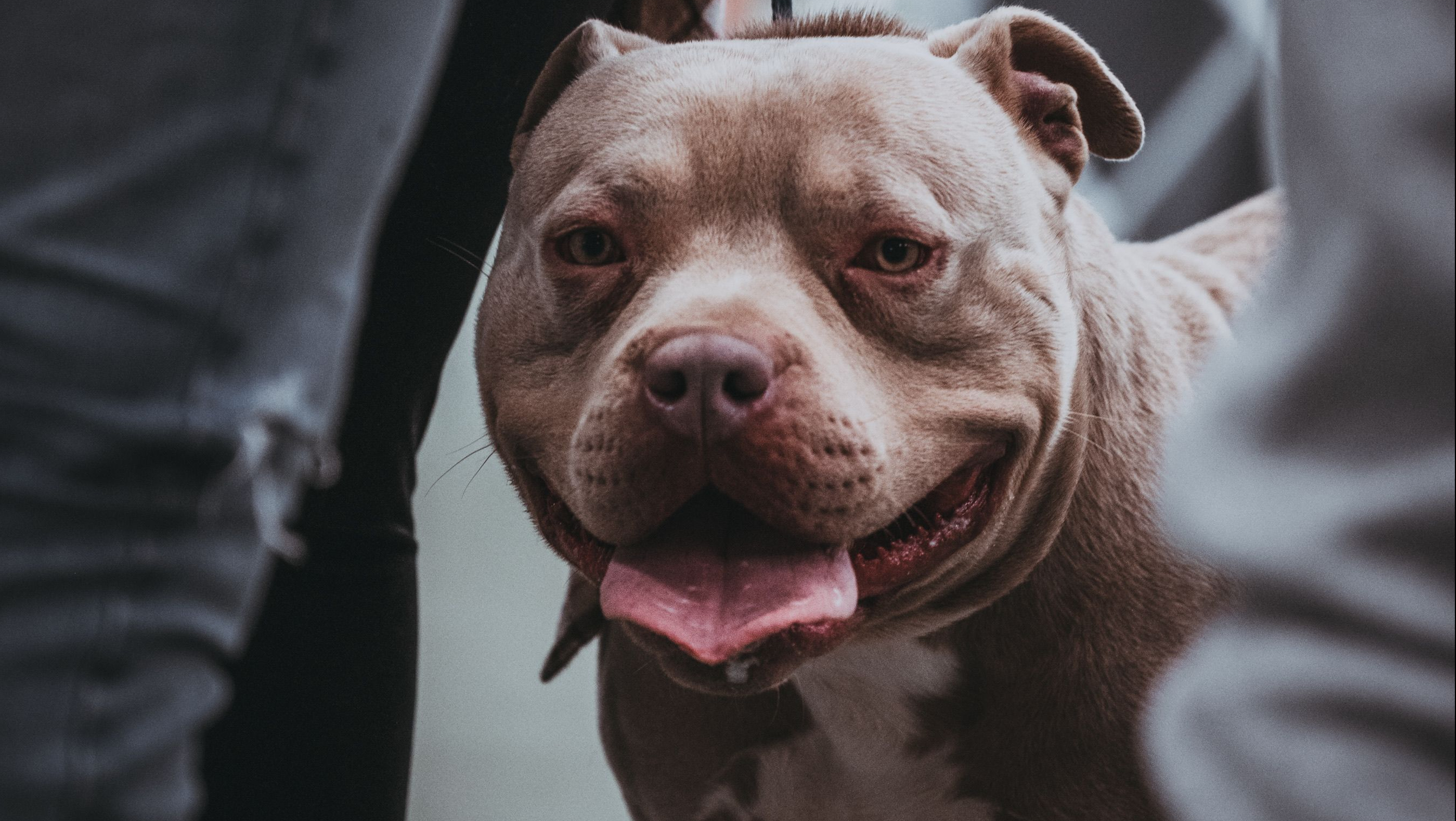Dit is niet de pitbull uit het artikel (Foto ter illustratie)
