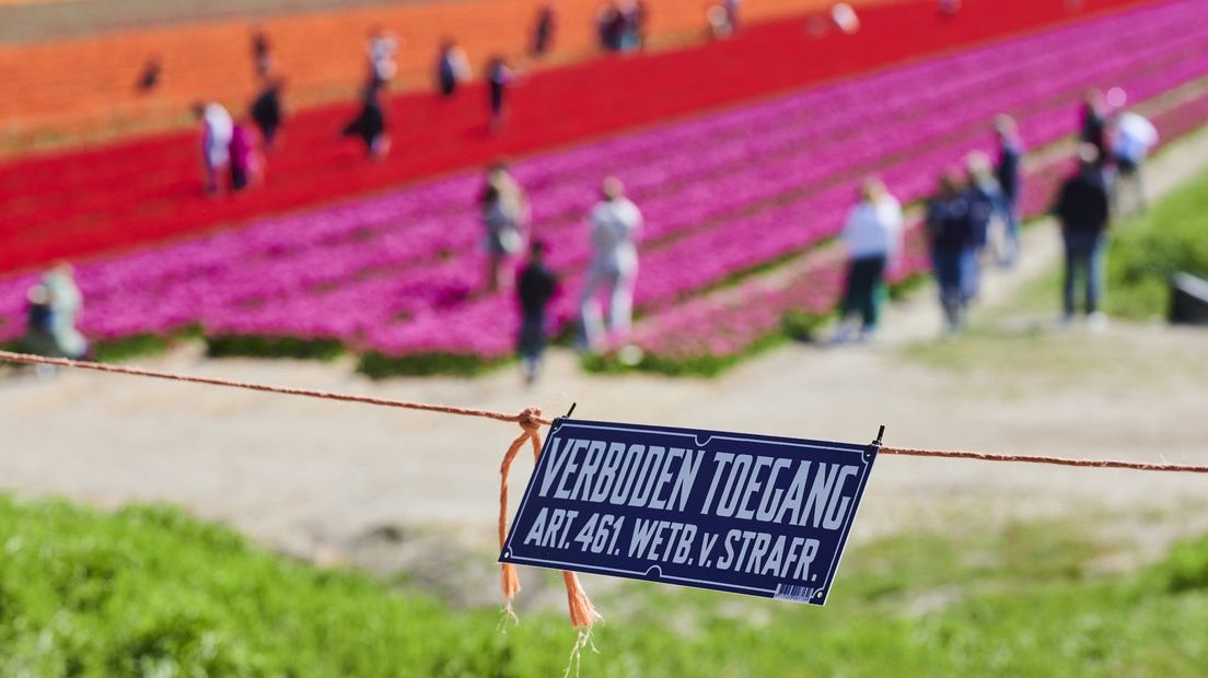 Bord 'verboden toegang' bij bollenveld wordt massaal genegeerd