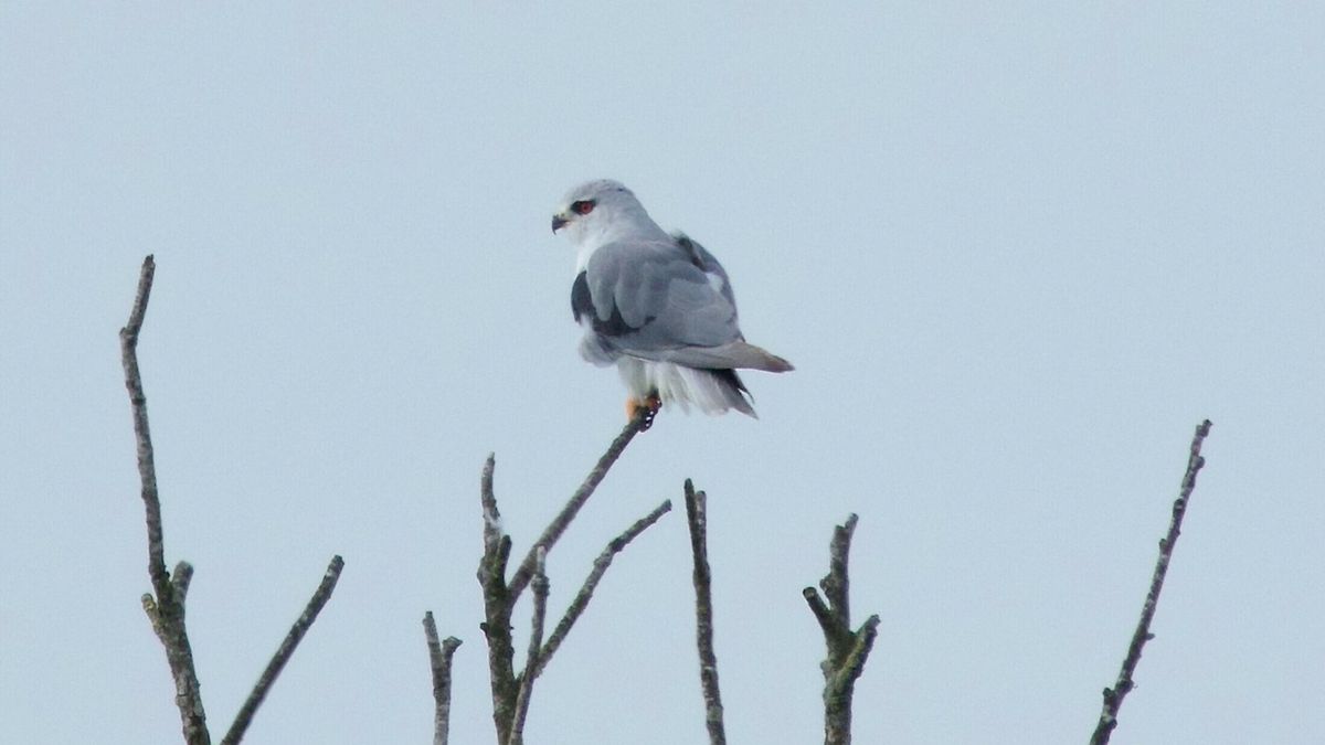 Een zeldzame verschijning boven Drenthe
