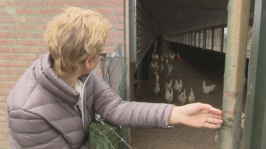 Deels ingetrokken ophokplicht: blijdschap en teleurstelling