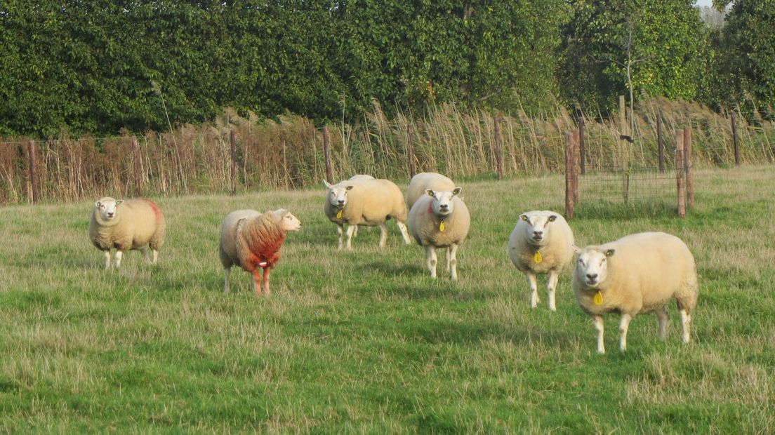 De schapen mochten nog even naar buiten bij 's-Heerenhoek