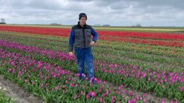 Bloeiende tulpenvelden: 'Meestal mensen met kinderen die foto's willen maken'