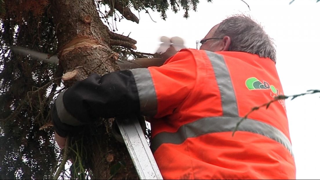 Het snoeien van bomen valt ook vaak onder vrijwilligerswerk.