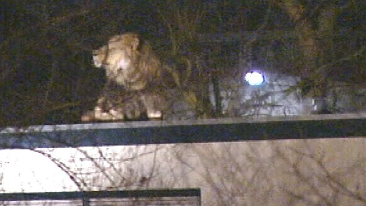 Ontsnapte circusleeuw liep 25 jaar geleden door straten van Heerenveen: 