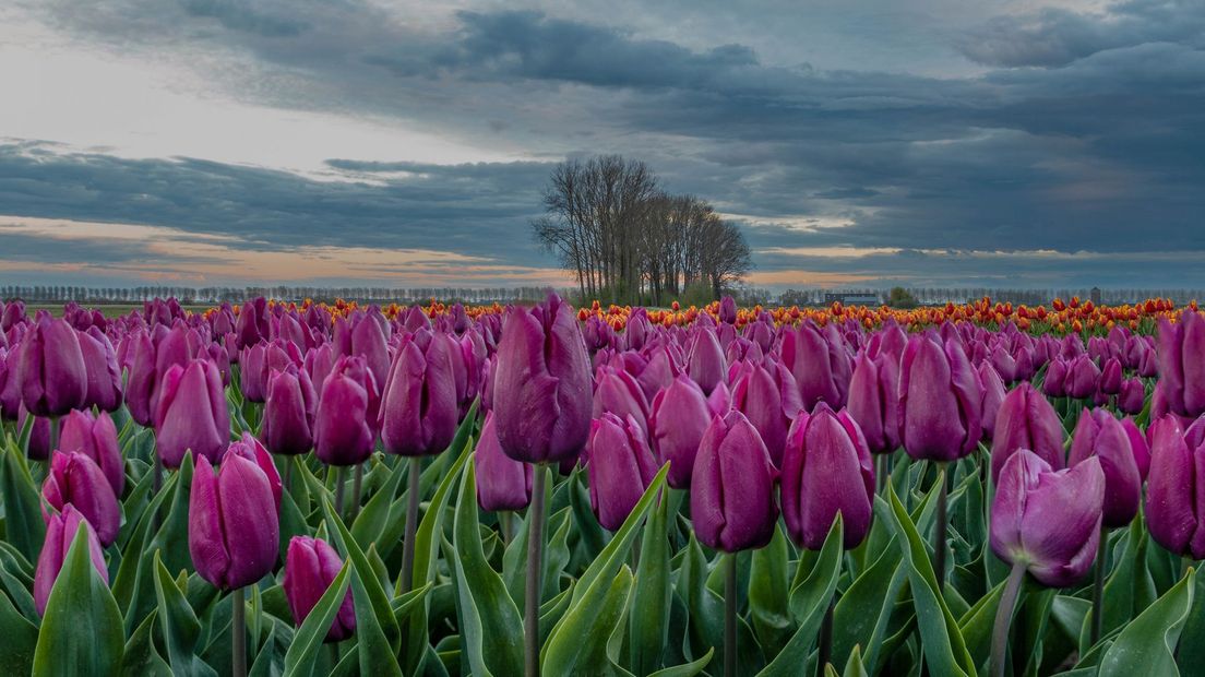 Tulpenvelden in Oost-Zeeuws-Vlaanderen