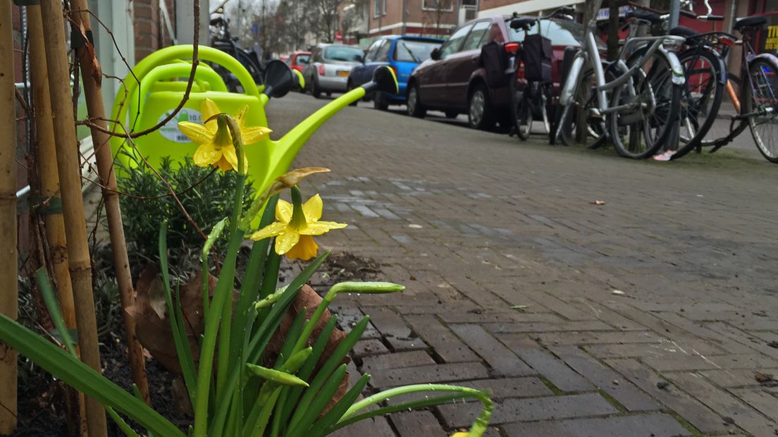 Een van de eerste plantenbakken die door Groene Mollen in de Nieuwe Molstraat is neergezet. 