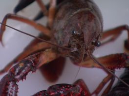 Het Hoogheemraadschap Delfland is het beu en is daarom zelf begonnen met het vangen van rivierkreeftjes.