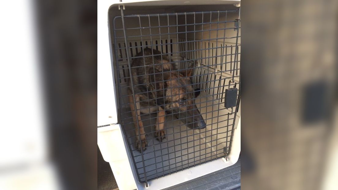 25 honden in beslag genomen in IJzendijke