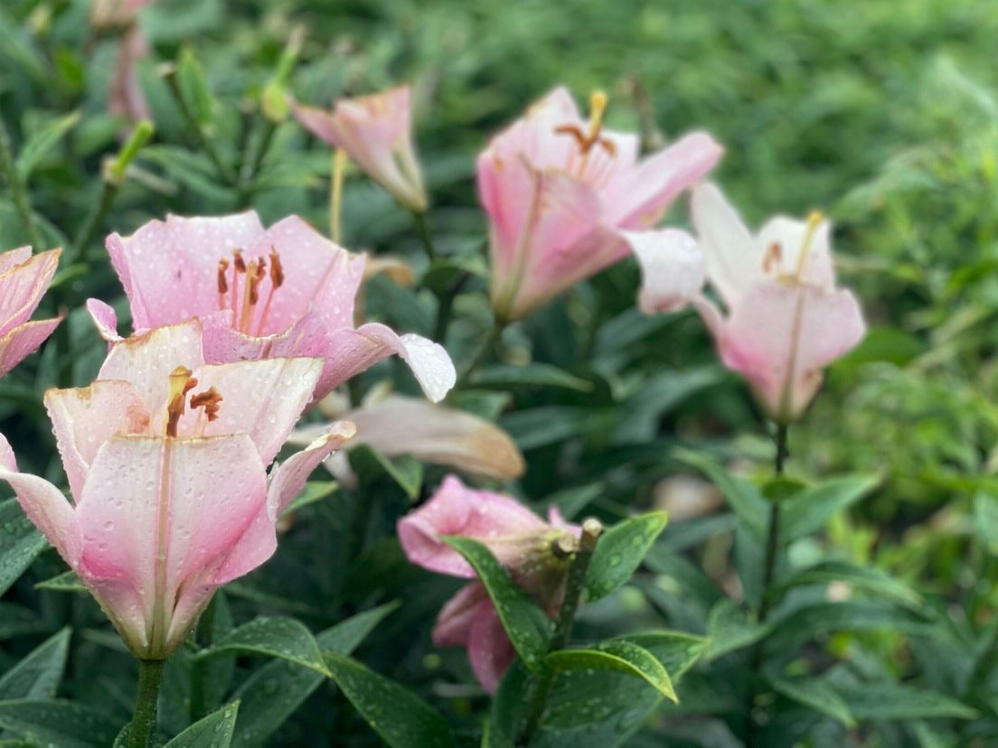 Drentse lelietelers stappen naar rechter om dreigende boete
