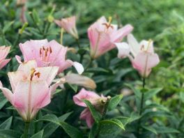 Drentse lelietelers stappen naar rechter om dreigende boete
