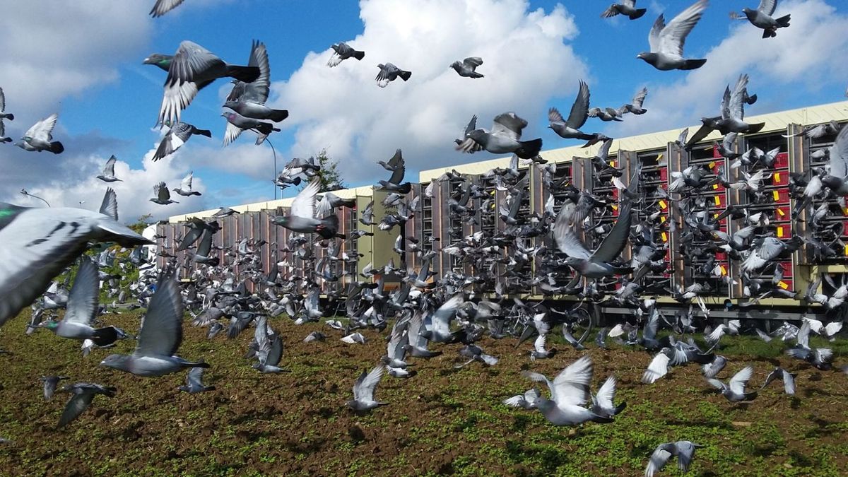 Steenmarter richt ravage aan bij duivenwedstrijd: 