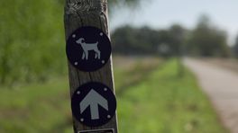 Honden 'overlastgevers' in Drentse natuur, losloopgebieden staan onder druk