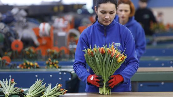 Gemeenten hebben geen idee waar arbeidsmigranten wonen en werken: 'Problemen blijven onder de radar' Nieuws