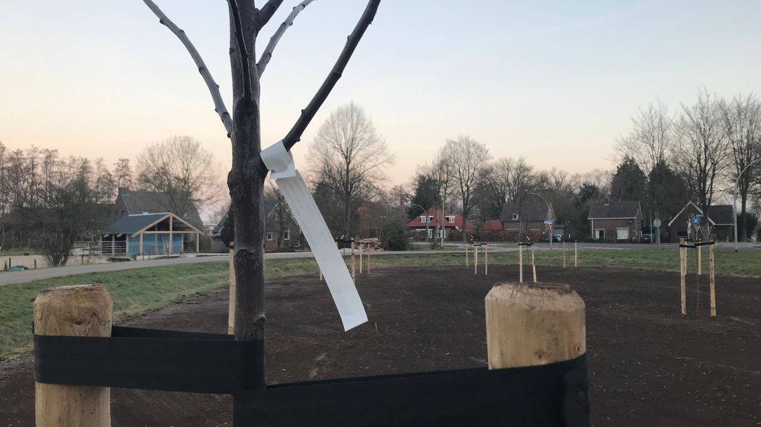 Dieverbrug krijgt een boomgaard en een bloemenweide (Rechten: Aaldert Oosterhuis/RTV Drenhte)