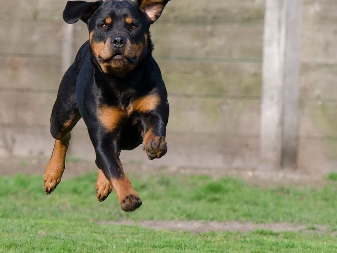 Deze hond heeft het naar z'n zin