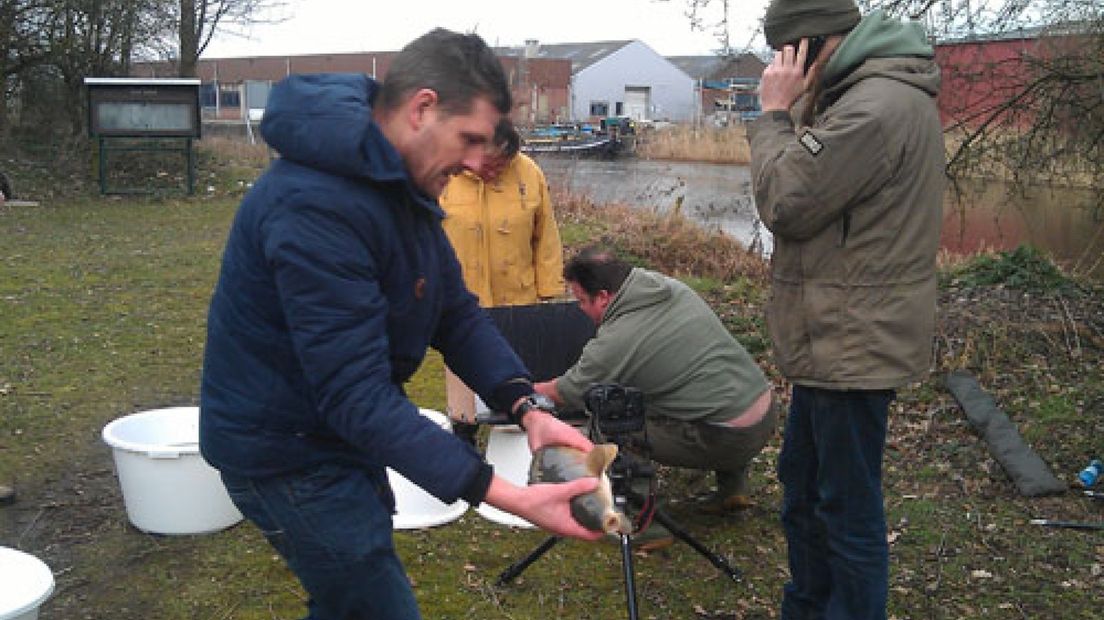 De Hengelsport Federatie Midden Nederland is zaterdag begonnen met het uitzetten van 120 spiegelkarpers in de Oude IJssel in de Achterhoek.