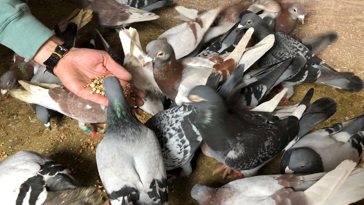 Litouwers tot een jaar de cel in vanwege duivendiefstal Steggerda