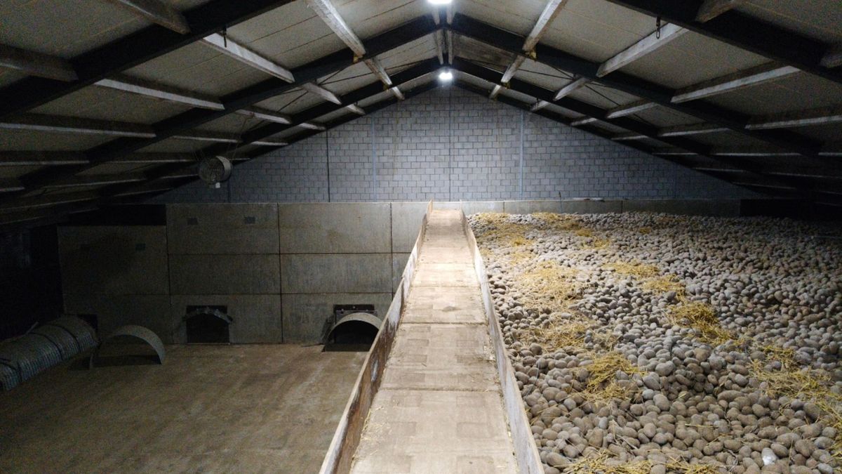 Aardappelverwerker failliet: teler blijft zitten met 700.000 kilo aardappelen