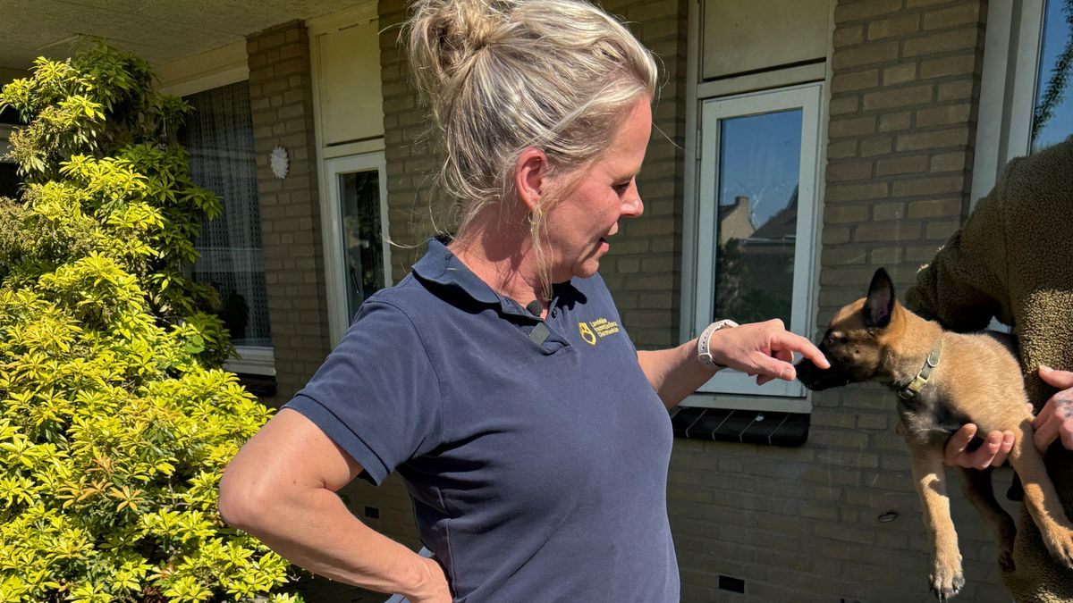 Katten in ammoniaklucht en ezels met te lange hoeven: een dag van een diereninspecteur