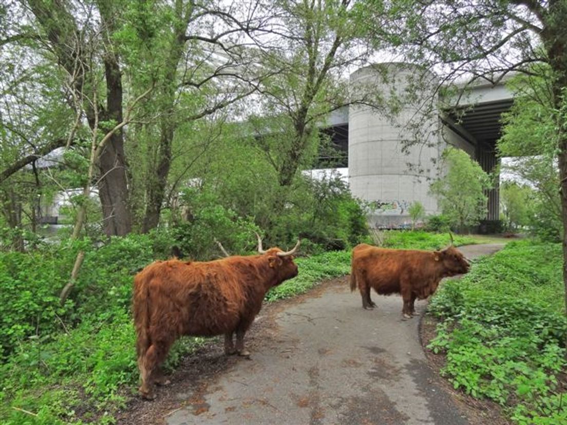 Schotse Hooglanders Eiland van Brienenoord