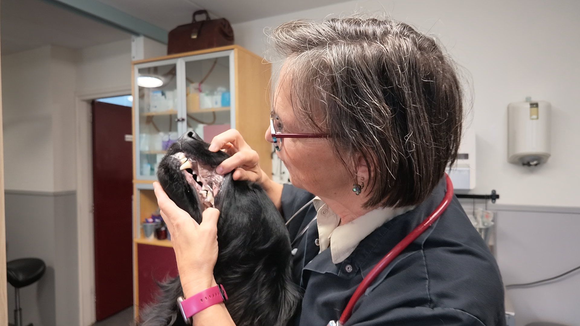 Anke Jaspers Focks op een van haar laatste dagen als dierenarts