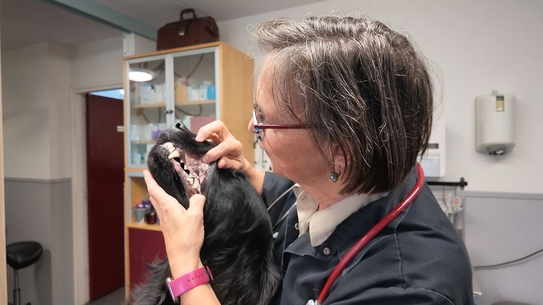 Anke Jaspers Focks op een van haar laatste dagen als dierenarts