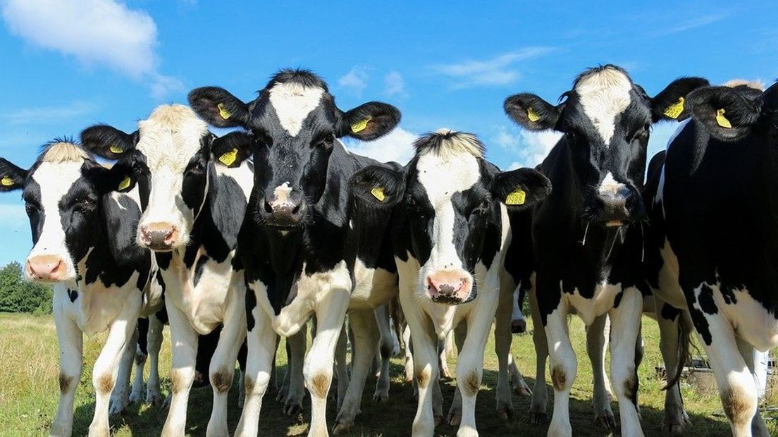 LTO stapt uit het overleg over de veevoermaatregel (Rechten: Pixabay)