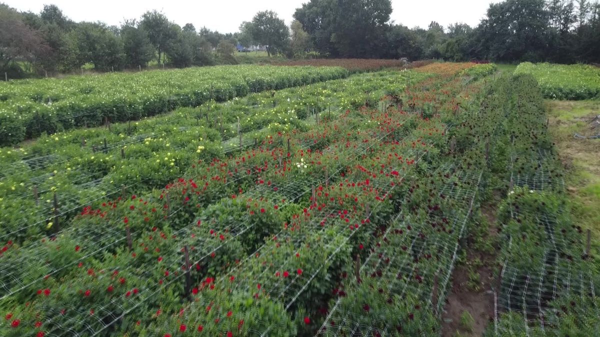 Vooruitblik op het bloemencorso in Sint Jansklooster