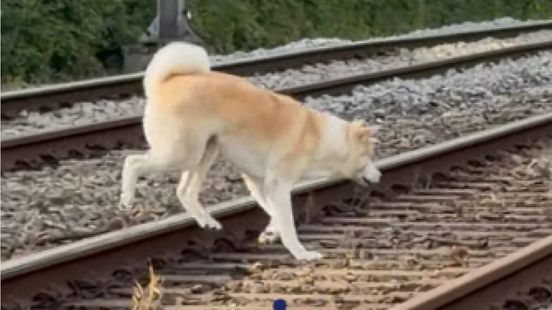 Hond ontsnapt en houdt politie urenlang bezig Home