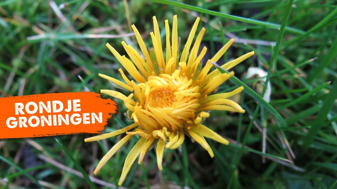 Rondje Groningen ziet de paardenbloemen bloeien
