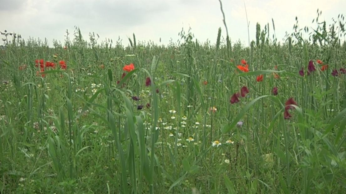 Bloemen aan de rand van een akker